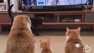 Love cat 4