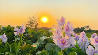 Relaxing Nature & Beautiful Flower Views 🌸🌿 | Peaceful Nature Video