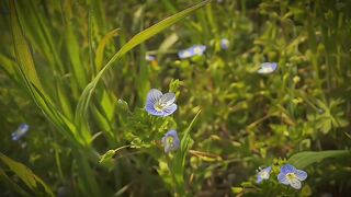 Nature's Paradise: HD Blooming Flowers & Serene Scenery 🌺🍃 | Calming Nature Views