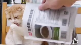 Cat happy 2
