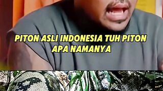 Indonesia punya banyak spesies piton unik  #panjipetualang #cokipardede #piton #reptile