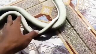 Funny snake 🐍😂