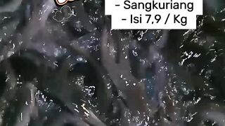 Home-scale catfish harvest