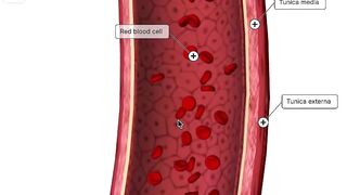 Learn Human Anatomy in 3D for FREE! 🤯 Best Medical Website Ever!