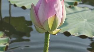 Flowers beauty 2