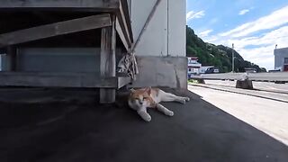 I petted a stray cat resting in the shade at the fishing port... and it started purring with pure delight! It was absolutely precious.