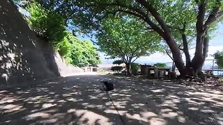 Discovered at the Cat Island port! A free, open-air cat café open to everyone—it was absolute heaven.