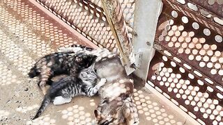 A mother cat and her kitten on the breakwater