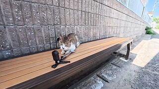 When I sat on a bench by the sea, a cat came up next to me, so I treated it to some Churu.