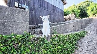 The story of visiting a café at the top of a hill on "Cat Island" and being welcomed by a cat at the entrance is just too precious.