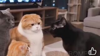 Comic cat