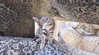 Spotted on the breakwater of "Cat Island"! I was absolutely overcome by how adorable the kittens playing on the tetrapods were.