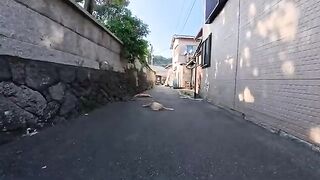 In the shady backstreets of Cat Island, you'll find plenty of cats sprawled out.