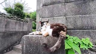 When I petted the calico cat sitting on the wall, she purred happily.