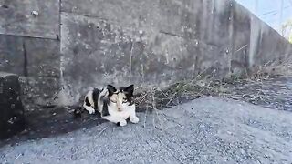 While out for a walk, I found a calico cat resting in the shade. When I petted it, it was overjoyed and snuggled up next to me.