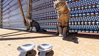 I also delivered some Churu treats to the cat family on the breakwater—specifically, the duo of mama cats.