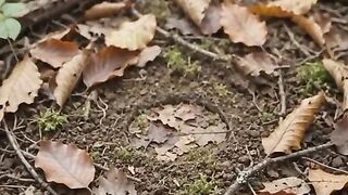 The Trap-Door Spider – The Spider That Builds a Secret Door