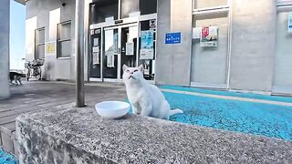 A white cat with a lambda-shaped pattern on its head has come to the ferry terminal for dinner.