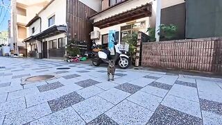 As I was walking along a street in a fishing port town, a cat seemed to be trying to say something to me, so I gave it some pets.