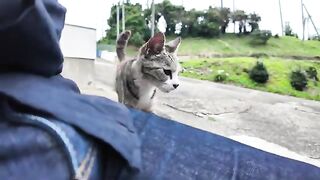 A compilation of previously unreleased cat videos filmed this week.