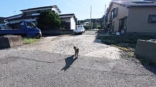 While I was walking on "Cat Island," a cat came up to me; I gave it some Churu by the side of the road, and it was just too cute.