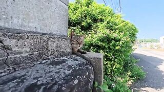 The cat on the wall purred happily when I petted it—so cute!