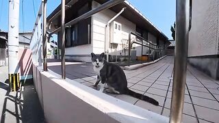 I met a cat in a back alley on Cat Island; when I reached out my hand, it headbutted me—it was just too cute.