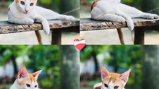 nice cat 20/7