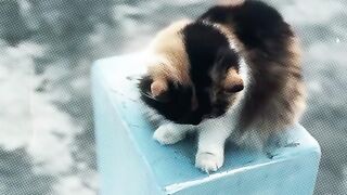 Nice cat 29 / 07