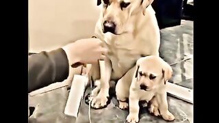 Dog love story