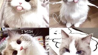 Nice cat 29/07 2