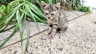 The family of cats on the breakwater was absolutely adorable.