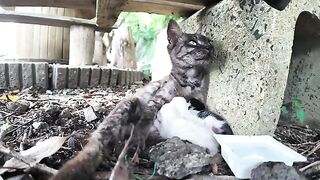 The black marbled cat who always comes to the pier to welcome me when I visit the island has had kittens.