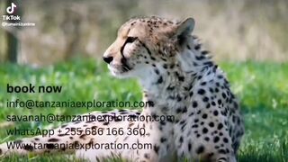 Tanzania arusha safaris