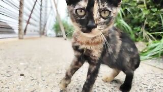 The kitten hesitating over whether to throw a "cat punch" is too cute.