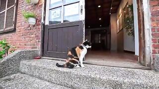 A cute calico cat that came to the tourist information center for breakfast.