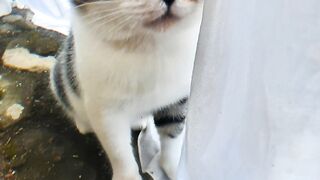 Cute cat 143