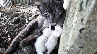 The welcoming committee of Cat Island! A super friendly black marbled cat—hard at work raising her kittens.