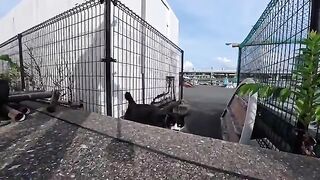 When I went to the fishing port, a cat with a "tuxedo" pattern and a whisker-like marking on its face came over to get petted.