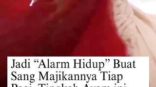 Kalah Alarm HP! Ayam Ini Punya Profesi Sampingan Jadi 'Alarm Hidup' Sang Majikan 🐓⏰