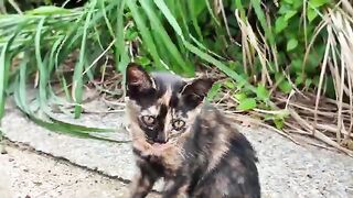 The kitten siblings on the breakwater were absolutely adorable.