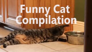 the moment funny cat