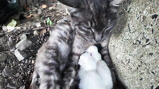 That black marbled cat who always greets us so energetically first thing when we arrive on the island has had babies!
