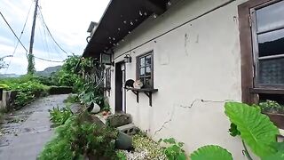 On the morning after the typhoon passed, I visited a café up the hill and found a cat perched neatly atop a fallen flowerpot, so I gave it some pets.