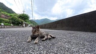 Releasing a compilation of previously unreleased cat videos filmed in Taiwan.