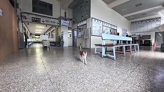 While I was waiting for the train on the station bench, a cat station attendant came over.