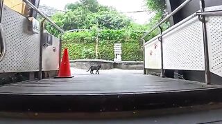 As I stepped out of the station, I was welcomed by cats relaxing leisurely.
