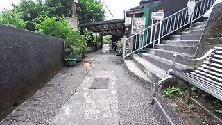 Here, cats act as touts for the cafe, and the best cats earn a fortune (lol).