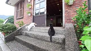 I petted a cat that was pleading with the staff at the tourist information center to serve breakfast earlier.
