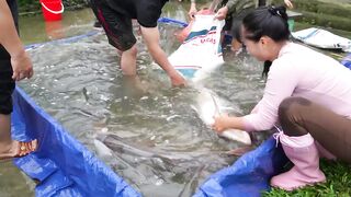 Buying Hundreds Of Giant Fish From Villagers _ Truck Overflowing To Village Market_720p